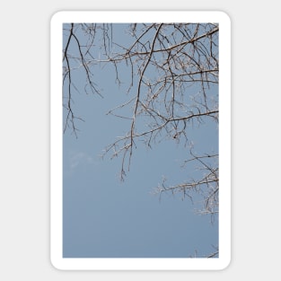 Frosted Branches Sticker